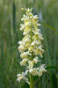 Vstavač bledý (Orchis pallens)