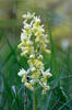 Vstavač bledý (Orchis pallens)