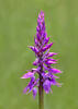 Vstavač mužský (Orchis mascula)