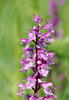 Vstavač mužský znamenaný (Orchis mascula subsp. speciosa)