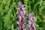 Vstavač mužský znamenaný (Orchis mascula subsp. speciosa)