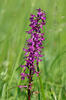 Vstavač mužský znamenaný (Orchis mascula subsp. speciosa)