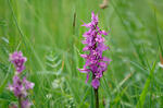 Vstavač mužský znamenaný (Orchis mascula subsp. speciosa)