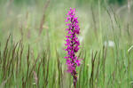 Vstavač mužský znamenaný (Orchis mascula subsp. speciosa)