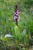 Vstavač nachový (Orchis purpurea)