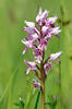 Vstavač vojenský (Orchis militaris)