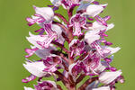 Vstavač vojenský (Orchis militaris)