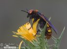 Žahalka obrovská (Megascolia maculata)