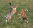 Zajac poĺný (Lepus europaeus)