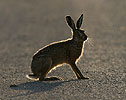 Zajíc polní (Lepus europaeus)