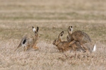 Zajíc polní (Lepus europaeus)