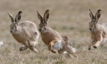 Zajíc polní (Lepus europaeus)