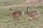 Zajíc polní (Lepus europaeus)