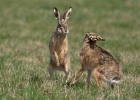 Zajíc polní (Lepus europaeus)