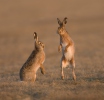 Zajíc polní (Lepus europaeus)