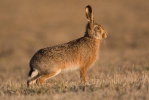 Zajíc polní (Lepus europaeus)