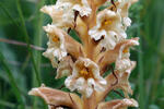 Záraza žltá (Orobanche lutea)