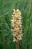 Záraza žlutá (Orobanche lutea)