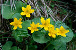 Záružlie močiarne (Caltha palustris)