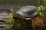 Želva bahenní (Emys orbicularis)