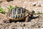 Želva zelenavá (Testudo hermanni)