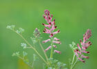 Zemedym lekársky (Fumaria officinalis)