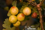 Žlabatka listová (Cynips quercus-folii)