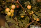 Žlabatka listová - duběnky