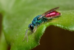 Zlatěnka (Chrysis sp.)