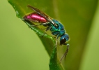 Zlatěnka (Chrysis sp.)