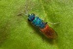 Zlatěnka (Chrysis sp.)