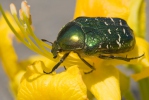 Zlatohlávek zlatý (Cetonia aurata)