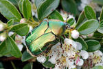 Zlatohlávek zlatý (Cetonia aurata)