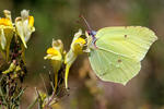 Žluťásek řešetlákový (Gonepteryx rhamni)