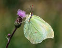 Žluťásek řešetlákový (Gonepteryx rhamni)