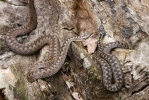 Zmije obecná (Vipera berus)