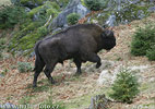 Zubor lesný (Bison bonasus)