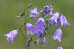 Zvonček okrúhlolistý (Campanula rotundifolia)