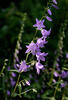 Zvonček repkovitý (Campanula rapunculoides)