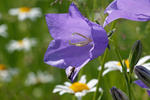 Zvonek broskvolistý (Campanula persicifolia)