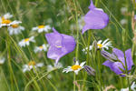 Zvonek broskvolistý (Campanula persicifolia)