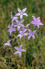 Zvonek rozkladitý (Campanula patula)