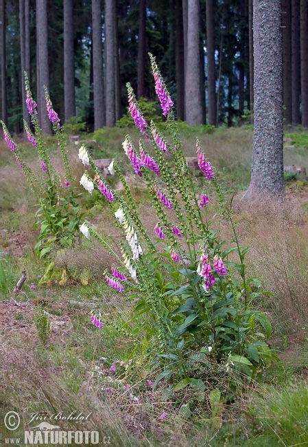 Náprstník červený (Digitalis purpurea)