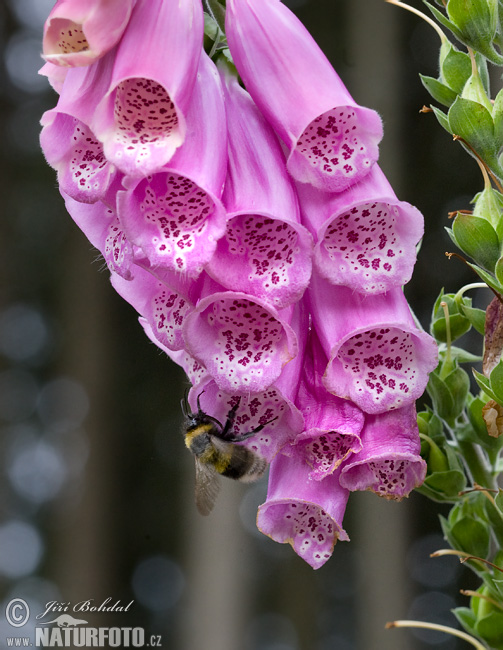 Náprstník červený (Digitalis purpurea)