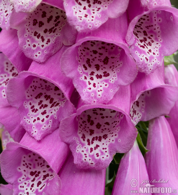 Náprstník červený (Digitalis purpurea)