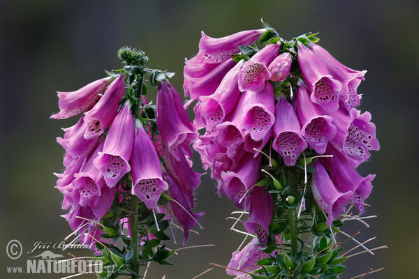 Náprstník červený (Digitalis purpurea)