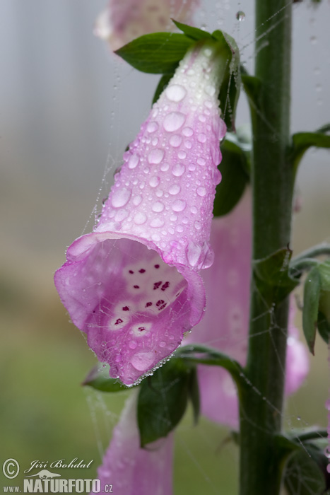 Náprstník červený (Digitalis purpurea)