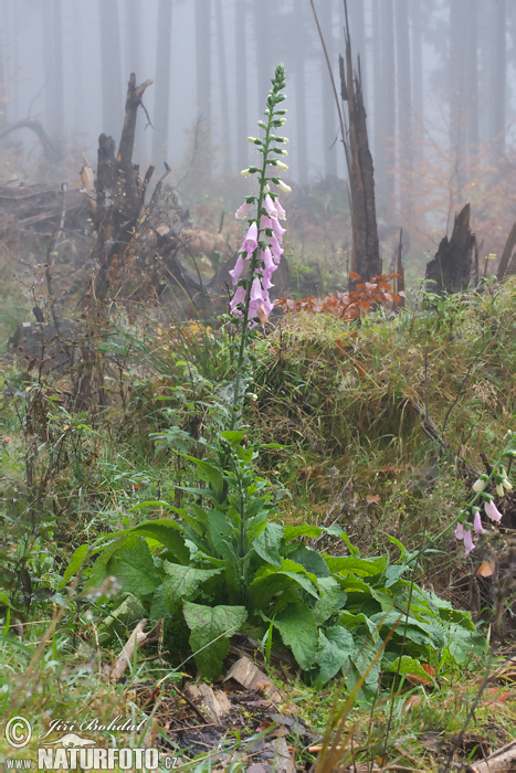 Náprstník červený (Digitalis purpurea)