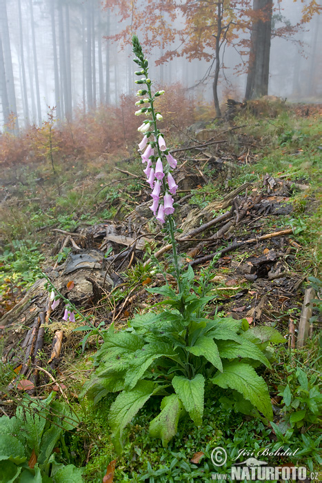 Náprstník červený (Digitalis purpurea)