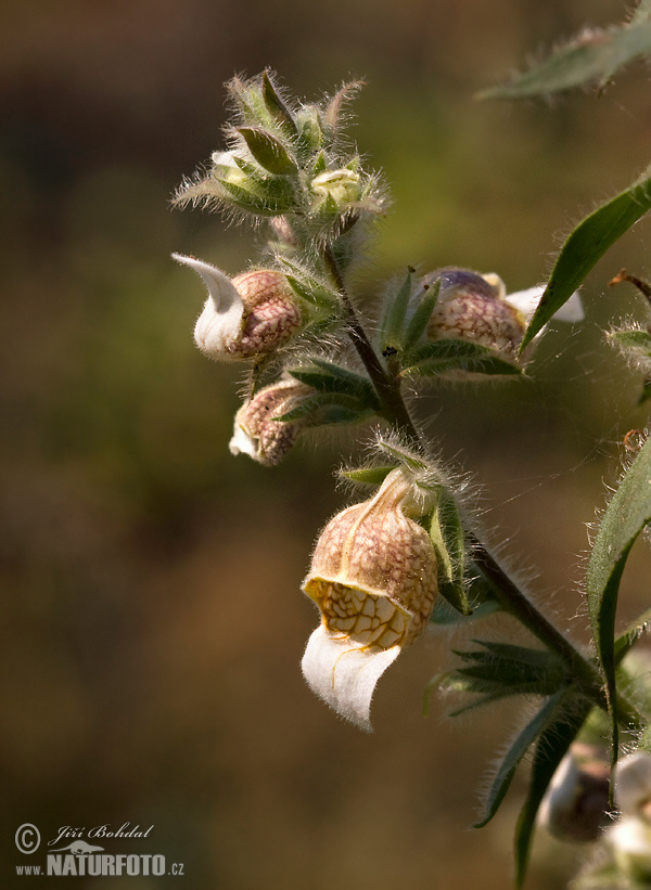 Náprstník vlnatý (Digitalis lanata)